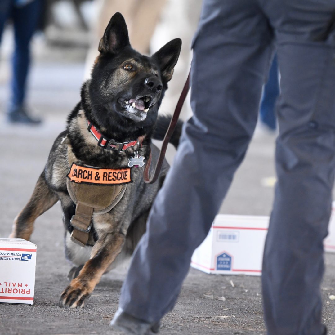 DSC_0522 Detection K9